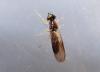 Sargus sp.